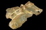 Fossil Mud Lobster (Thalassina) - Australia #141035-3